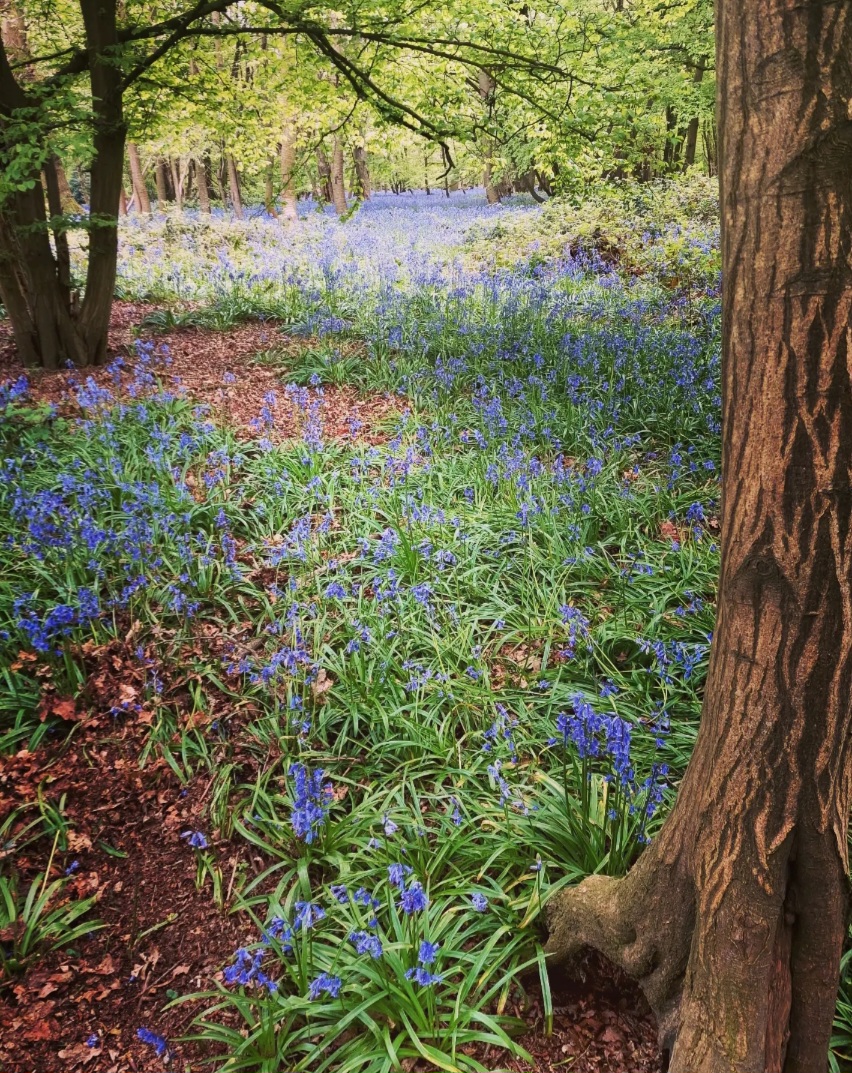 Walk to the bluebell woods